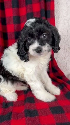 Cavapoo dogs for sale: Stella - Video 1