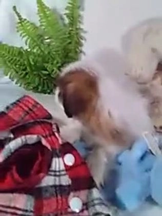 Shih Tzu dogs for sale: Cody - Video 1