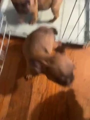 French Bulldog dogs for sale: Arthur - Video 1