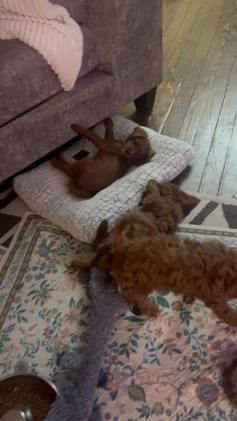 Cavapoo dogs for sale: Betty - Still available  - Video 1