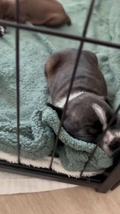 Frenchton dogs for sale: Penelope  - Video 1