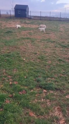 Labrador Retriever dogs for sale: Snow white  - Video 1