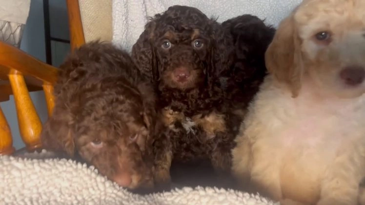 Standard Poodle dogs for sale: Mango🐾❤️AKC Genetic Tested🐾❤️6108066386 - Video 1