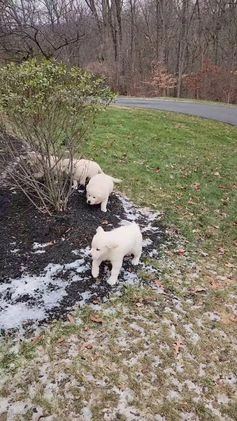 Golden Retriever dogs for sale: Chase - Video 1