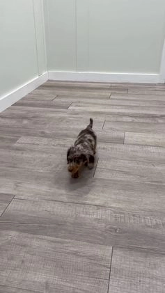 Miniature Dachshund dogs for sale: Snickers - Video 3