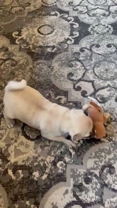 Pug dogs for sale: Calvin - Video 1