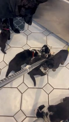 German Shepherd dogs for sale: River -German Shepherd Puppy - Video 1