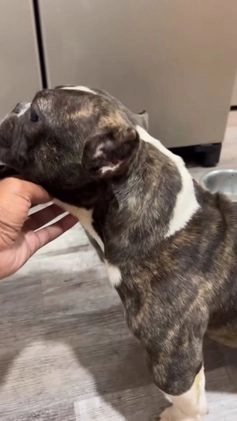 American Bully dogs for sale: American Bully Puppy 1 - Video 1