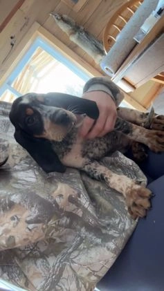 Coonhound dogs for sale: Stone  - Video 1