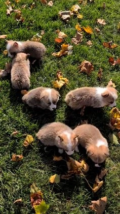 Welsh Corgi Pembroke dogs for sale: Sky - Video 2