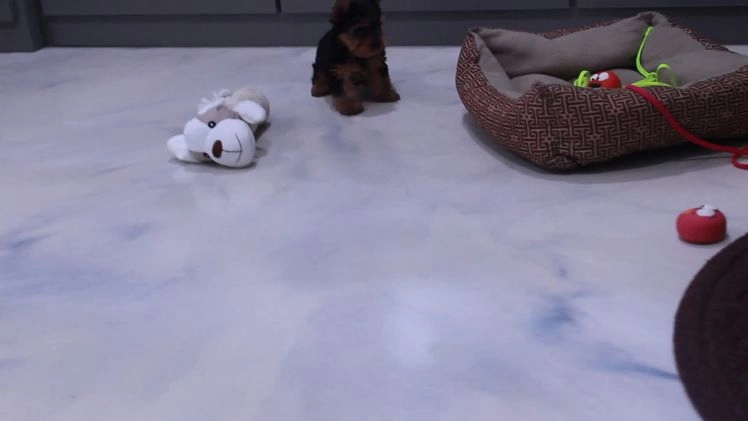 Yorkshire Terrier dogs for sale: Rocket - Video 1