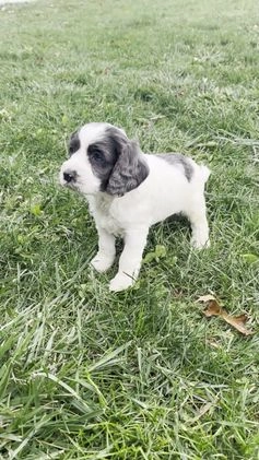 Cockapoo dogs for sale: Aspen - Video 1