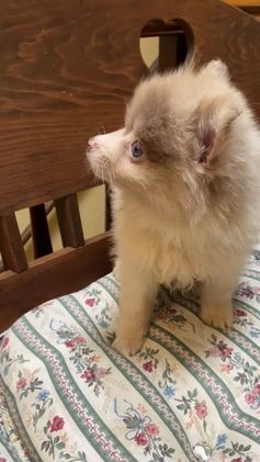 Pomeranian dogs for sale: Pomeranian Puppy 1 - Video 1