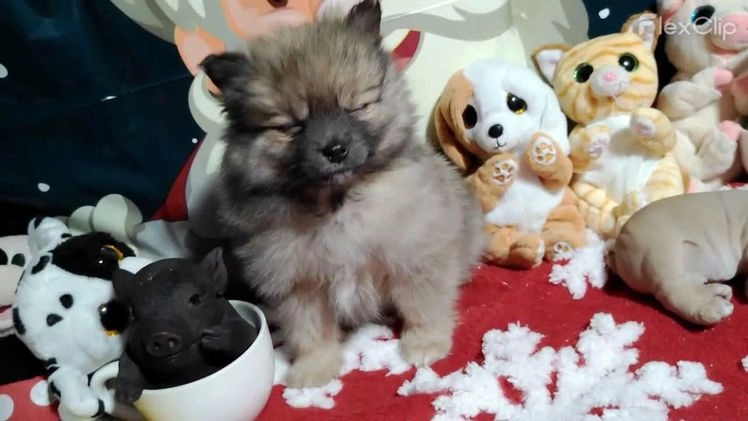 Pomeranian dogs for sale: Pomeranian Puppy 2 - Video 1