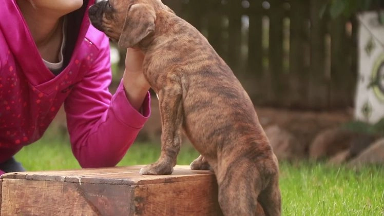 Boxer dogs for sale: Elsie - Video 8