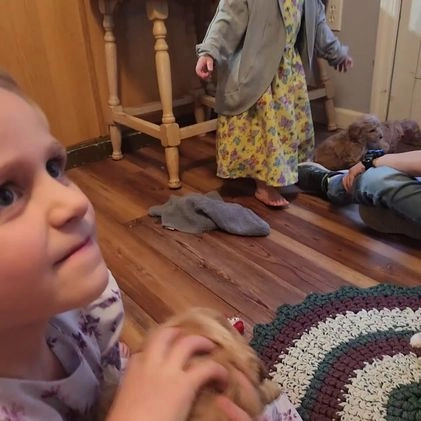 Mini Goldendoodle dogs for sale: Sparky - Video 1