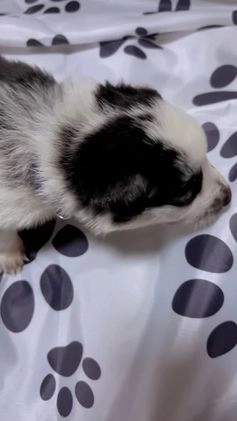 German Shepherd dogs for sale: Frost - Video 2