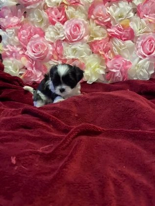 Shih Tzu dogs for sale: Judy - Video 2