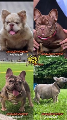 French Bulldog dogs for sale: MAVI - Video 1