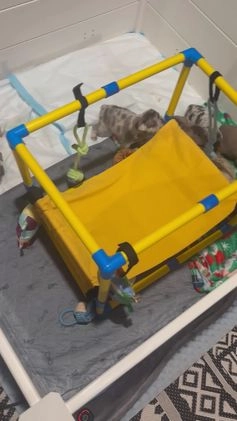 French Bulldog dogs for sale: French Bulldog Puppy 3 - Video 2