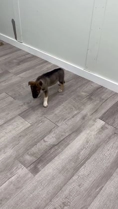 Gerberian Shepsky dogs for sale: Morgan - Video 1