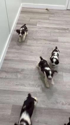 English Springer Spaniel dogs for sale: Enzo - Video 1