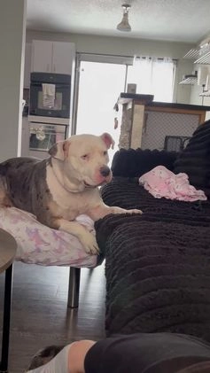 American Bully dogs for sale: Milli - Video 2