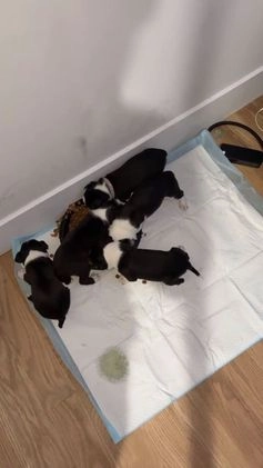 Mixed Breed dogs for sale: Mixed Breed Puppy 4 - Video 1