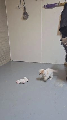 Mini Aussiedoodle dogs for sale: Amy - Video 2