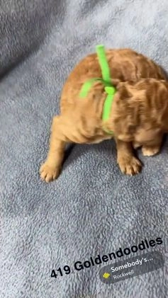 Goldendoodle dogs for sale: Red - Video 2