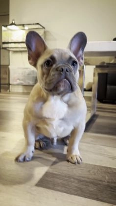 French Bulldog dogs for sale: French Bulldog Puppy 1 - Video 1