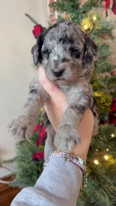 Mixed Breed dogs for sale: Patty - Video 4