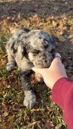 Mixed Breed dogs for sale: Celine - Video 1