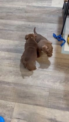 American Bully dogs for sale: American Bully Puppy 1 - Video 2