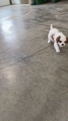 Cavalier King Charles Spaniel dogs for sale: Lucy - Video 1
