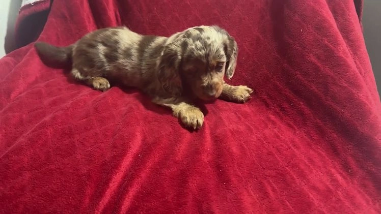 Miniature Dachshund dogs for sale: Miniature Dachshund Puppy Huey - Video 1