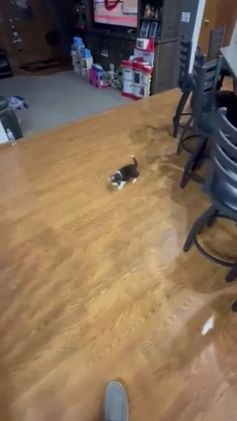 Mini Aussiedoodle dogs for sale: Toy Autumn - Video 1