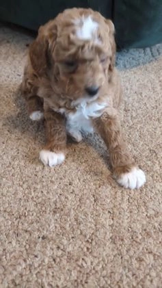 Mini Goldendoodle dogs for sale: Norman - Video 1