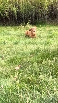 Miniature Dachshund dogs for sale: Female import puppy- uses pads - Video 1