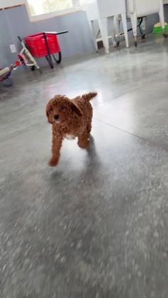 Miniature Poodle dogs for sale: Bruno - Video 1