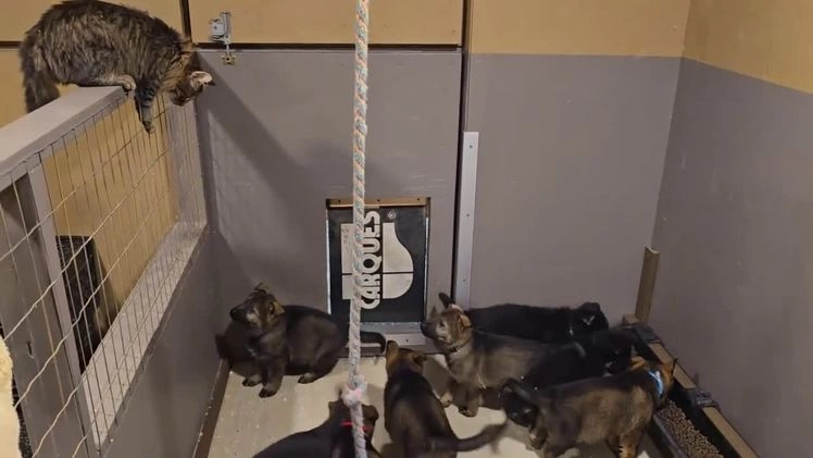 German Shepherd dogs for sale: James Bond - Video 1