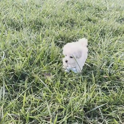 Maltipoo dogs for sale: Precious - Video 1