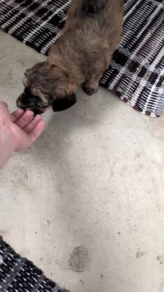 Mixed Breed dogs for sale: Angel - Video 1