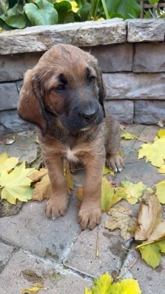 Mixed Breed dogs for sale: Oscar - Video 2