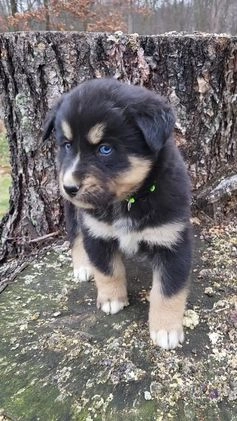 Mixed Breed dogs for sale: Lexy - Video 1