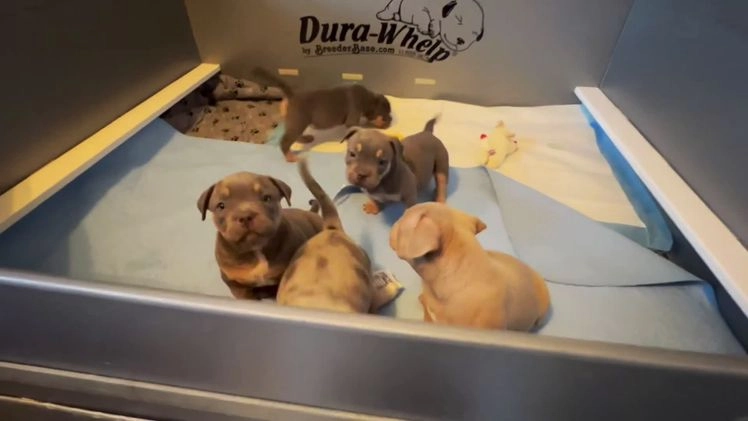 American Bully dogs for sale: Louis - Video 1