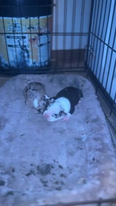 Mixed Breed dogs for sale: Sebastian - Video 1