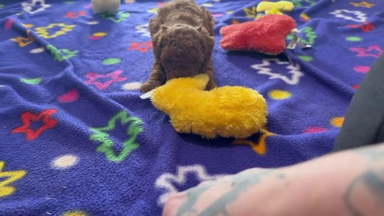 Cavapoo dogs for sale: Shiloh - Video 1