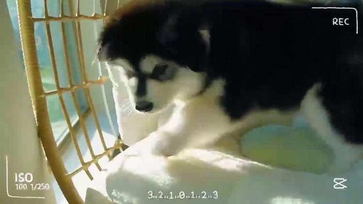 Alaskan Malamute dogs for sale: Xiao Huang - Video 1