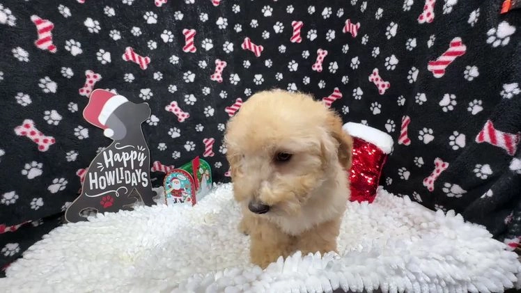 Toy Poodle dogs for sale: Toy Poodle Puppy 1 - Video 1